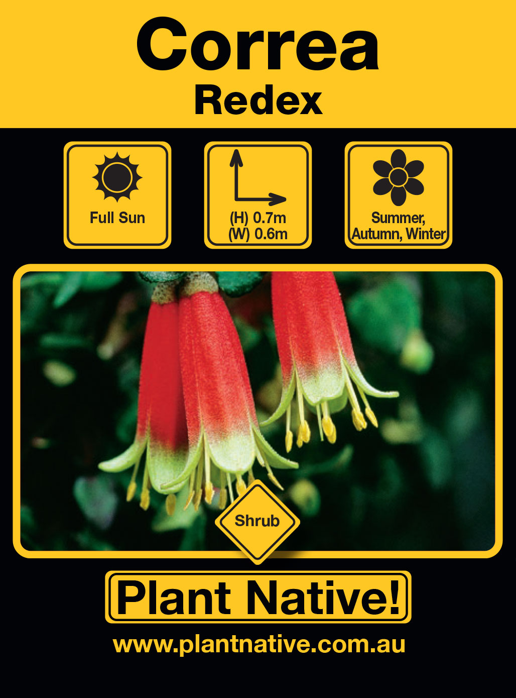 Correa Redex - Plant Native!