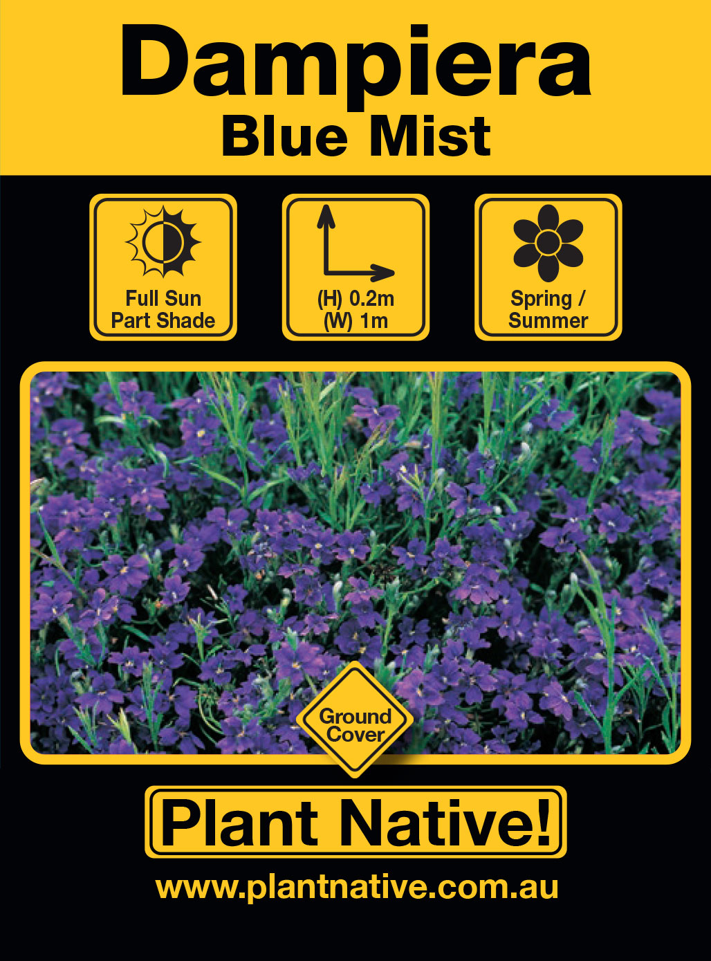 Blue Mist - Plant Native!