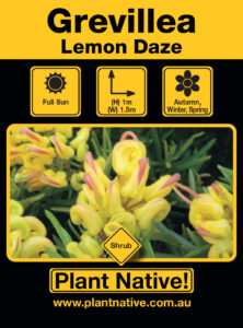 Lemon Daze- Grevillea rosmarinifolia x hybrid- Shrub by Plant Native!
