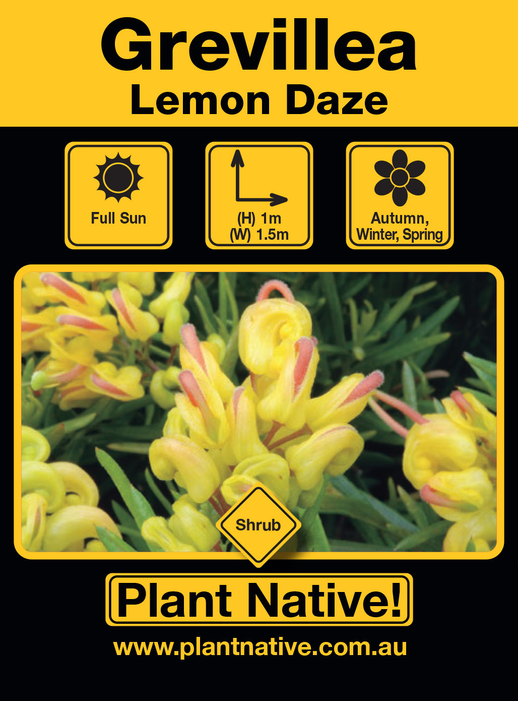 Lemon Daze - Plant Native!