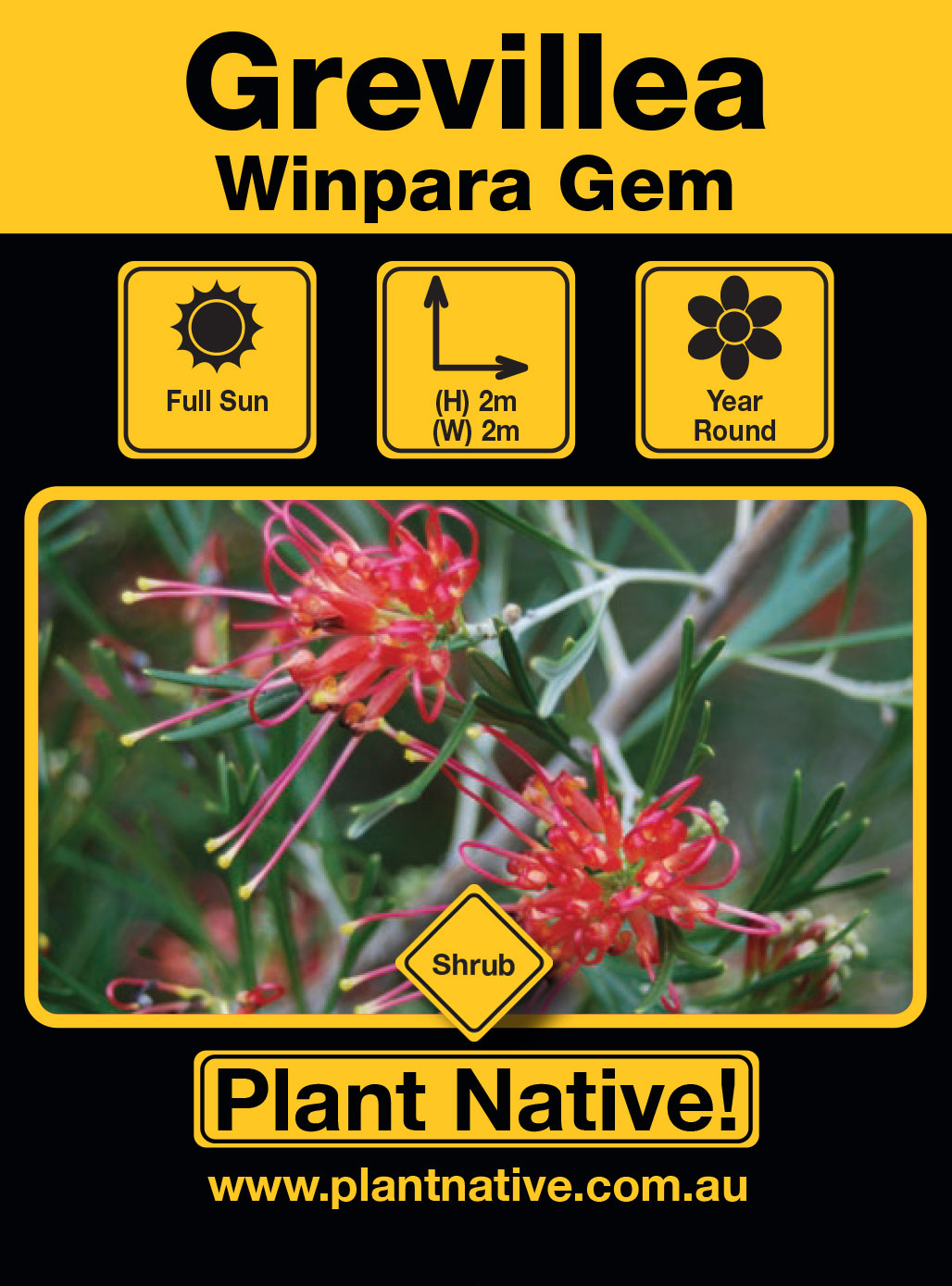 Winpara Gem - Plant Native!