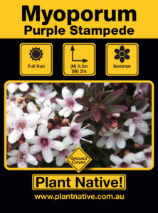 Purple Stampede- Myoporum parvifolium prupurea- Ground covers by Plant Native!