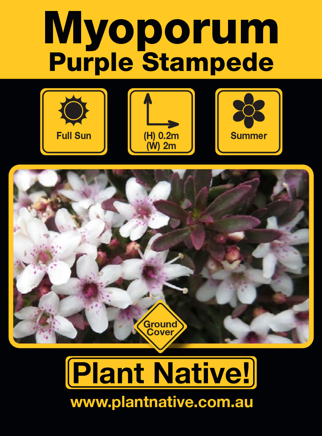 Purple Stampede - Plant Native!