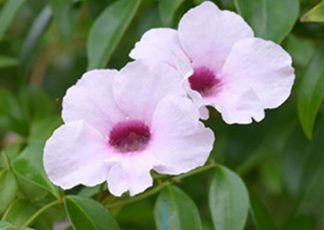 Pandorea jasminoides pink form