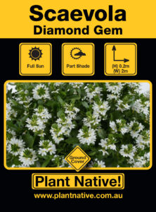 Diamond Gem- Scaevola amuela Select Form - Ground Cover by Plant Native!