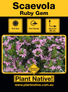 Ruby Gem - Scaevola aemula pink - Ground Cover by Plant Native!