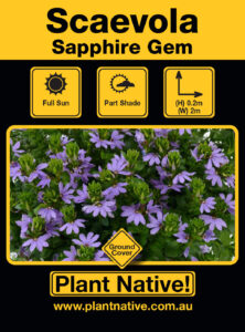 Sapphire Gem- Scaevola aemula select form- Ground Cover by Plant Native!