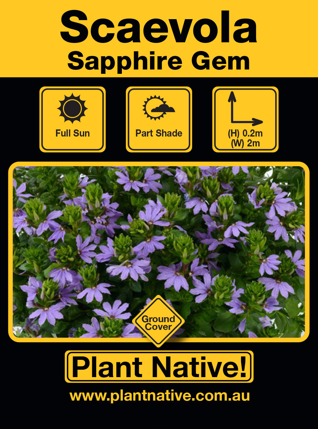 Sapphire Gem - Plant Native!
