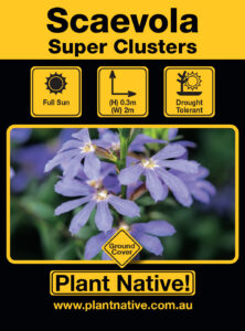 Super Clusters- Scaevola albida select form- Ground Cover by Plant Native!