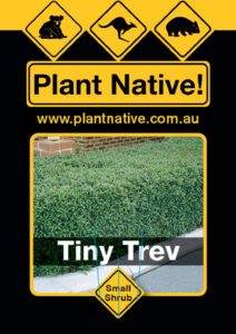Tiny Trev - Syzygium australe select form - Shrub by Plant Native!
