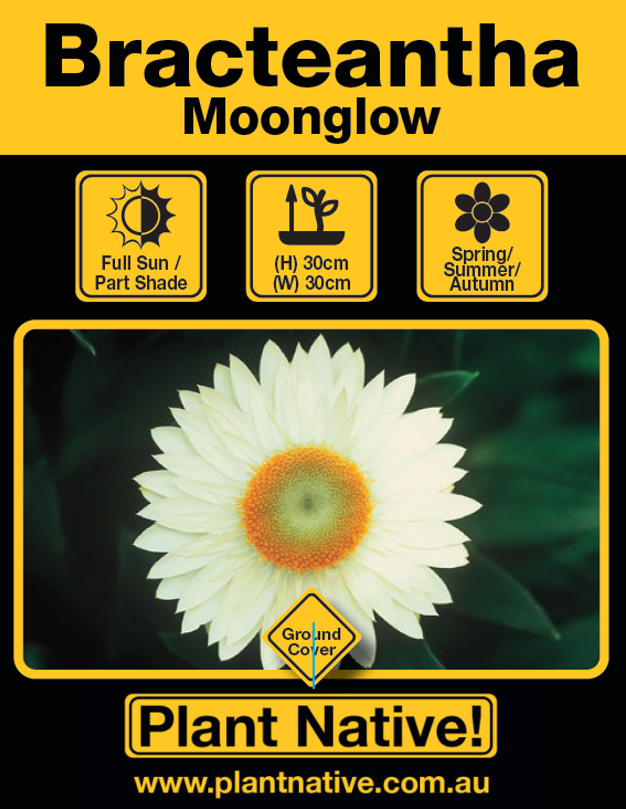 Moonglow - Plant Native!
