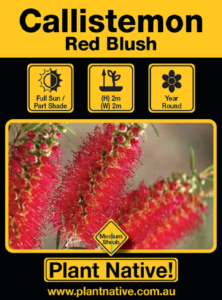 Red Blush - Callistemon linearis - Shrub by Plant Native!
