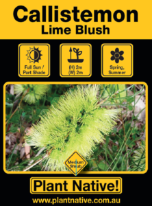 Lime Blush - Callistemon pinifolius green - Shrub by Plant Native!