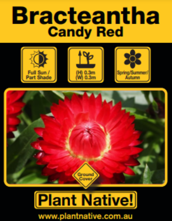 Candy Red - Plant Native!