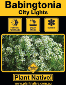 City Lights - Babingtonia virgata - Shrub by Plant Native!