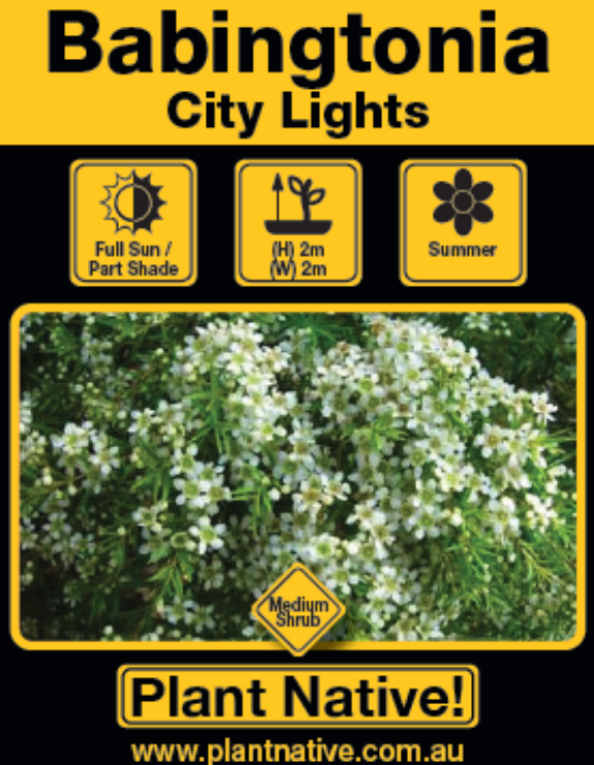 City Lights - Plant Native!