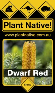 Dwarf Red - Banksia spinulosa Dwarf Red - Shrub by Plant Native!