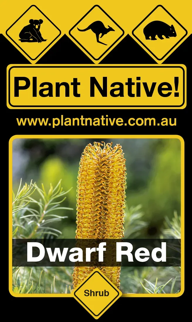 Dwarf Red - Banksia spinulosa Dwarf Red- Shrub by PlantNative!