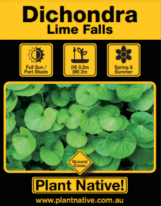 Lime Falls - Dichondra repens - Ground Cover by Plant Native!