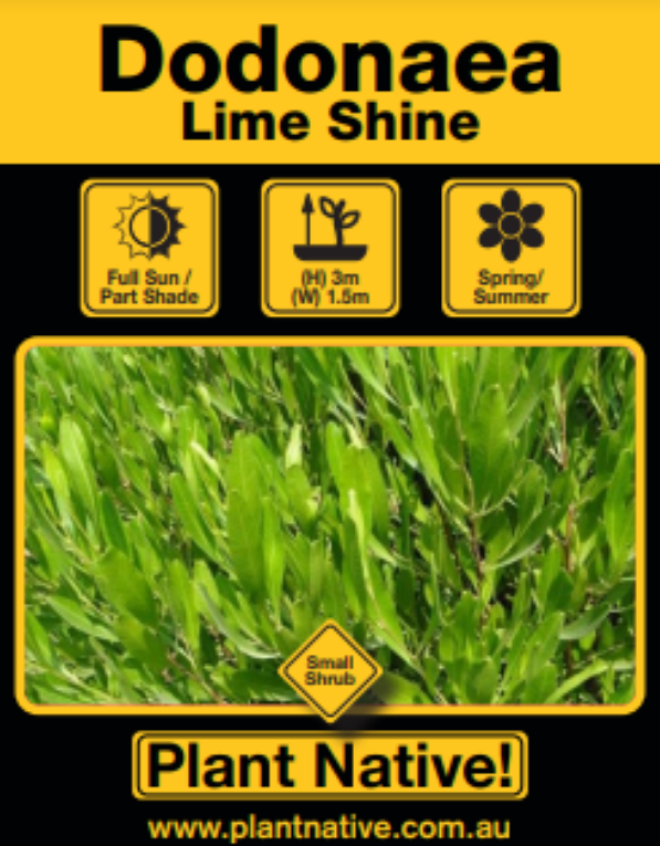 Lime Shine - Plant Native!