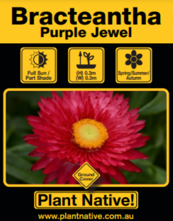 Purple Jewel - Plant Native!