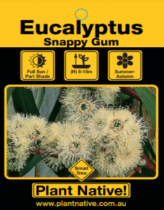 Snappy Gum - Eucaluptus racemosa - Tree by Plant Native!