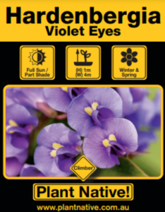 Violet Eyes - Hardenbergia violacea - Climber by Plant Native!