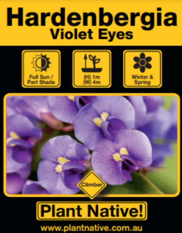 Violet Eyes - Plant Native!