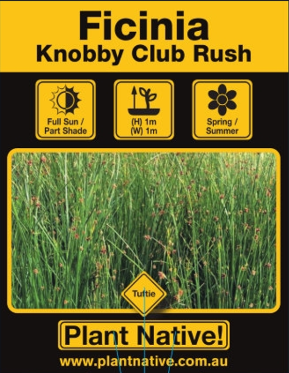 Knobby Club Rush - Plant Native!