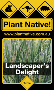 Landscaper's Delight - Lomandra longifolia - Tuftie by Plant Native!