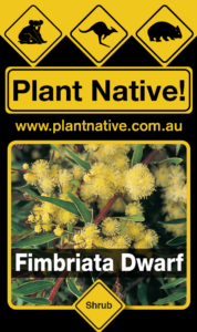 Fimbriata Dwarf - Acacia fimbriata dwarf - Shrubs by Plant Native!