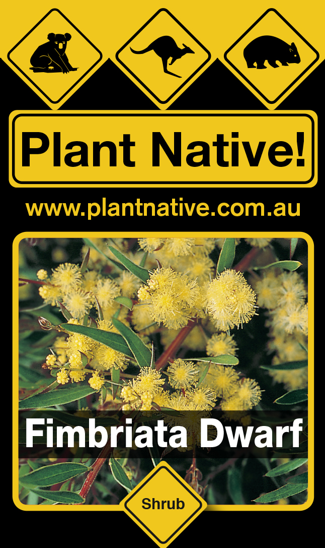 Fimbriata dwarf - Plant Native!