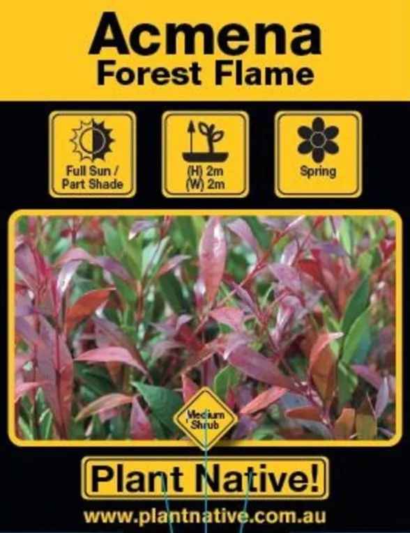 Forest Flame - Plant Native!