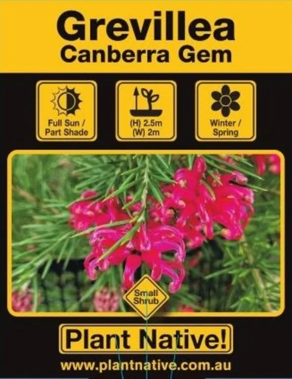 Canberra Gem - Plant Native!