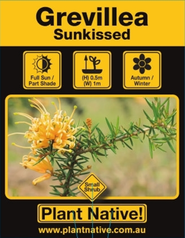 Sunkissed - Plant Native!