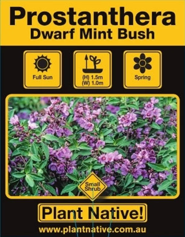 Dwarf Mint Bush - Plant Native!