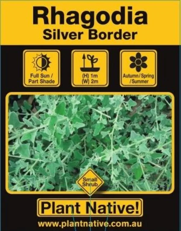 Silver Border - Plant Native!